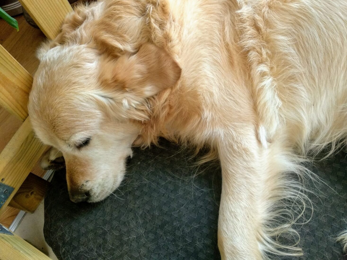 Muzikoterapie na návštěvách